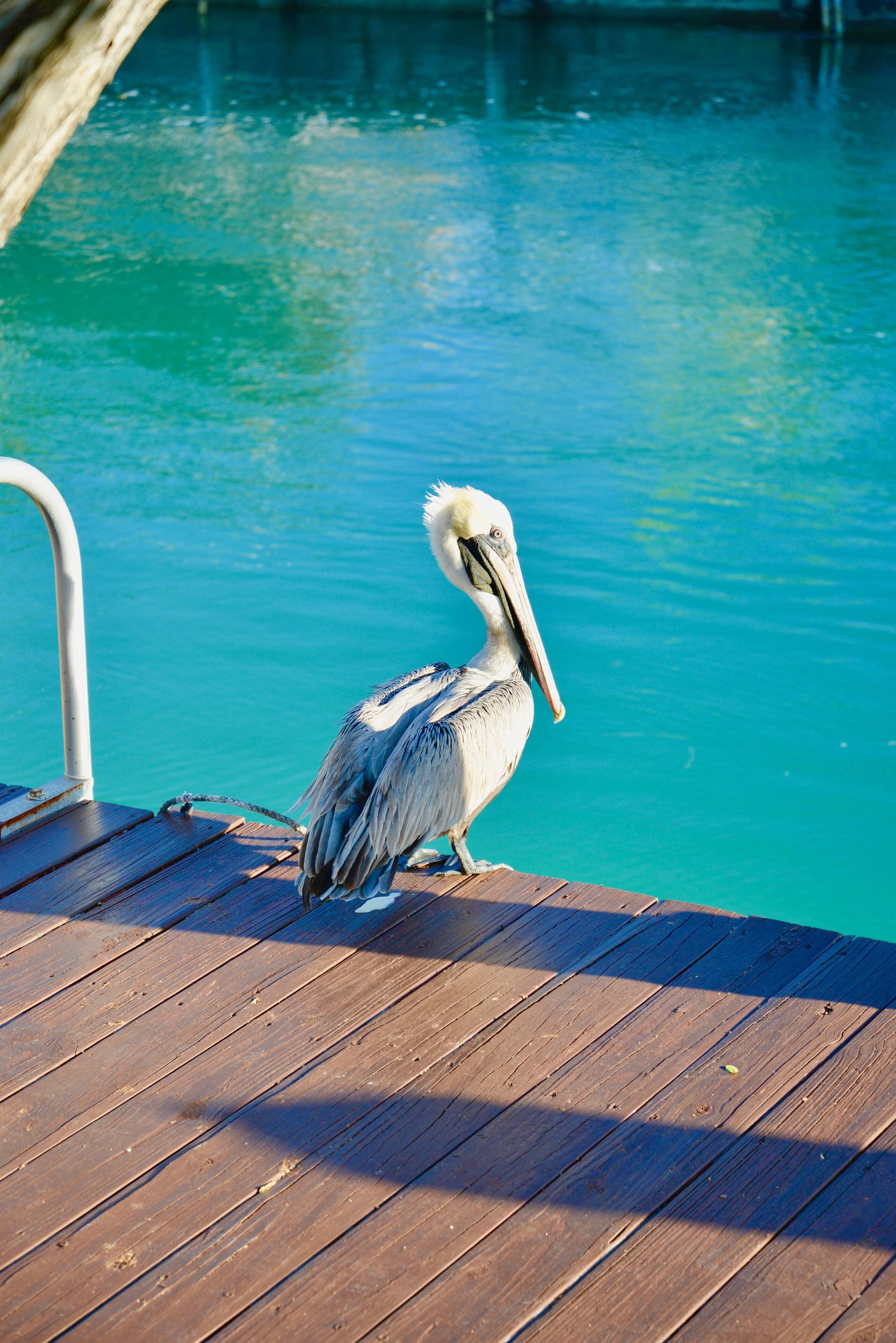 A wooden deck by a clear blue pool with a pelican standing on it.