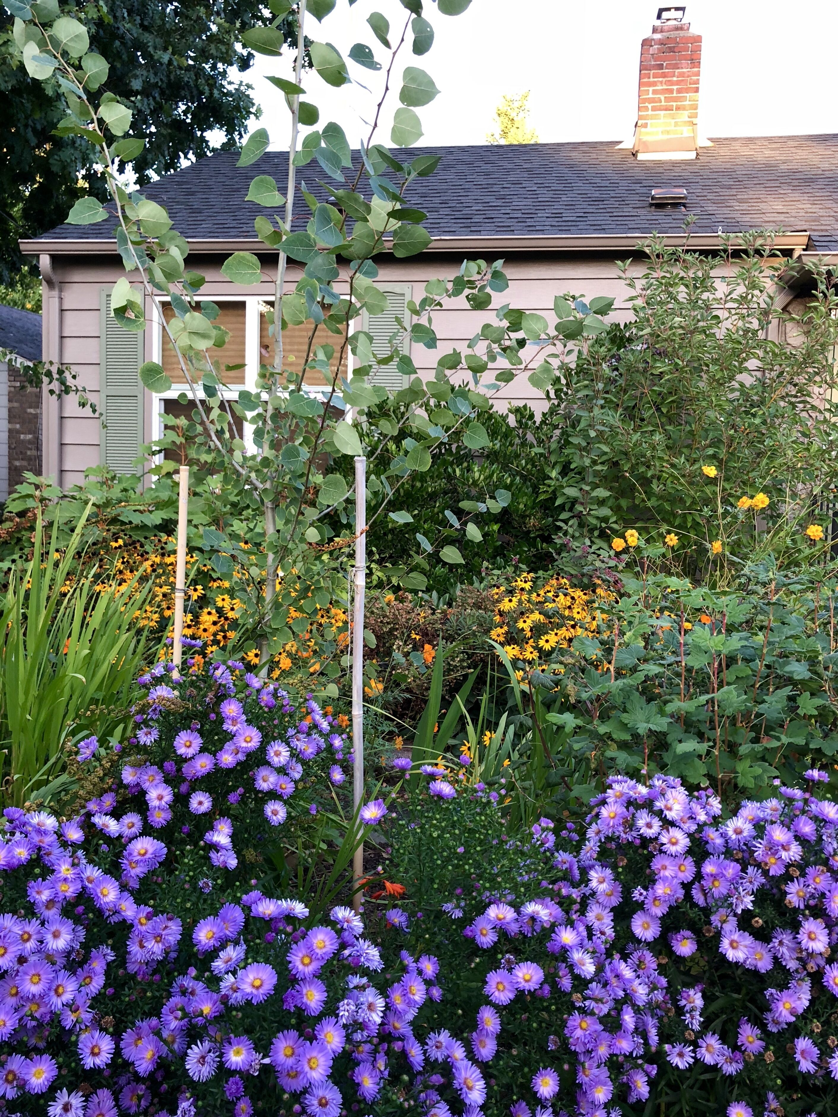 A garden with purple flowers and a house in the background.