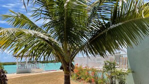 Una palmera en un jardín con vista a una playa y una valla blanca.