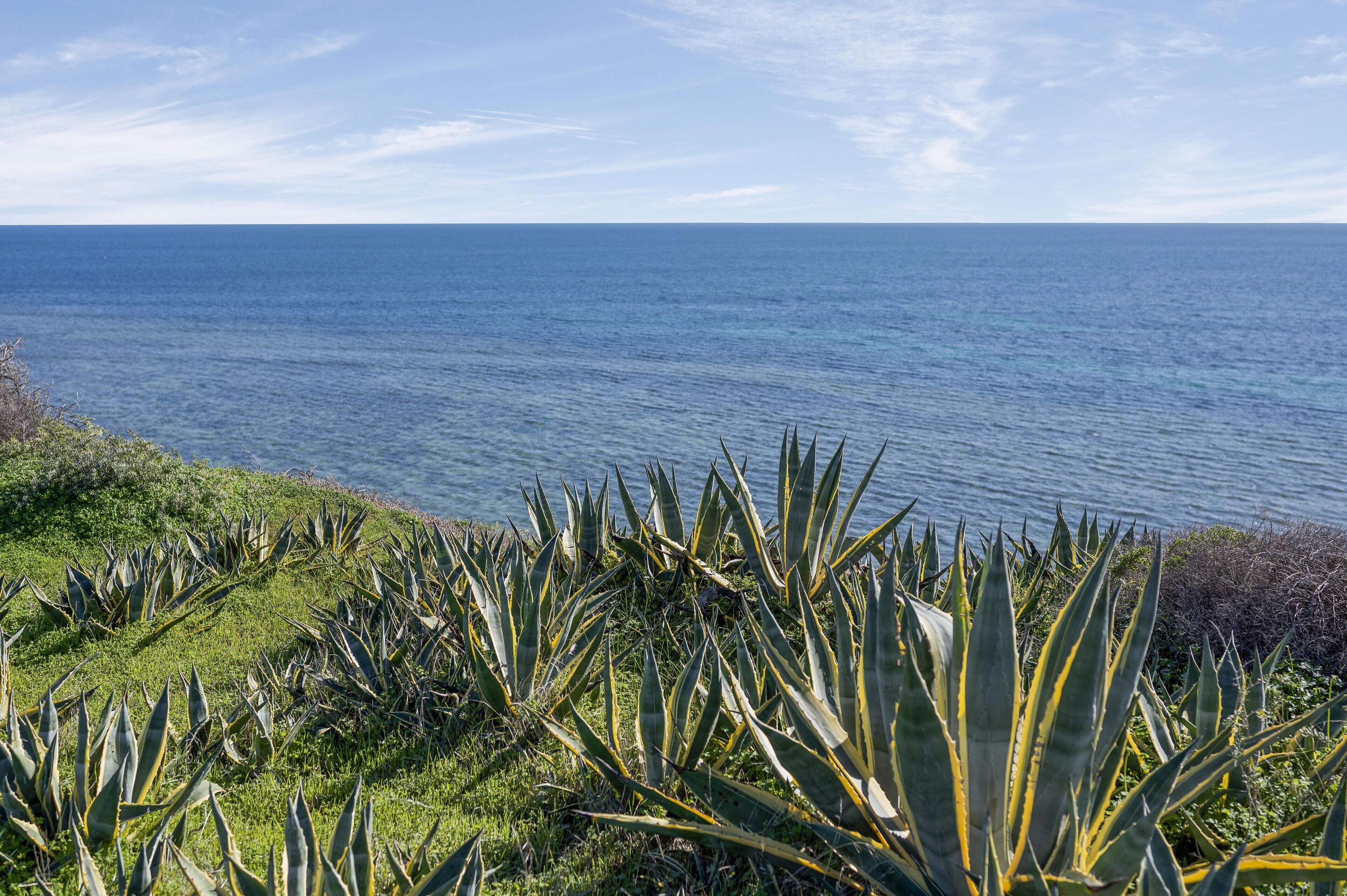 Un paisaje costero con vista al océano, con plantas de agave y cielo despejado.