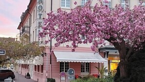 A hotel with a classic architectural style, featuring a prominent entrance and a large tree with pink blossoms in front. - Hotel Schwert (Rastatt)