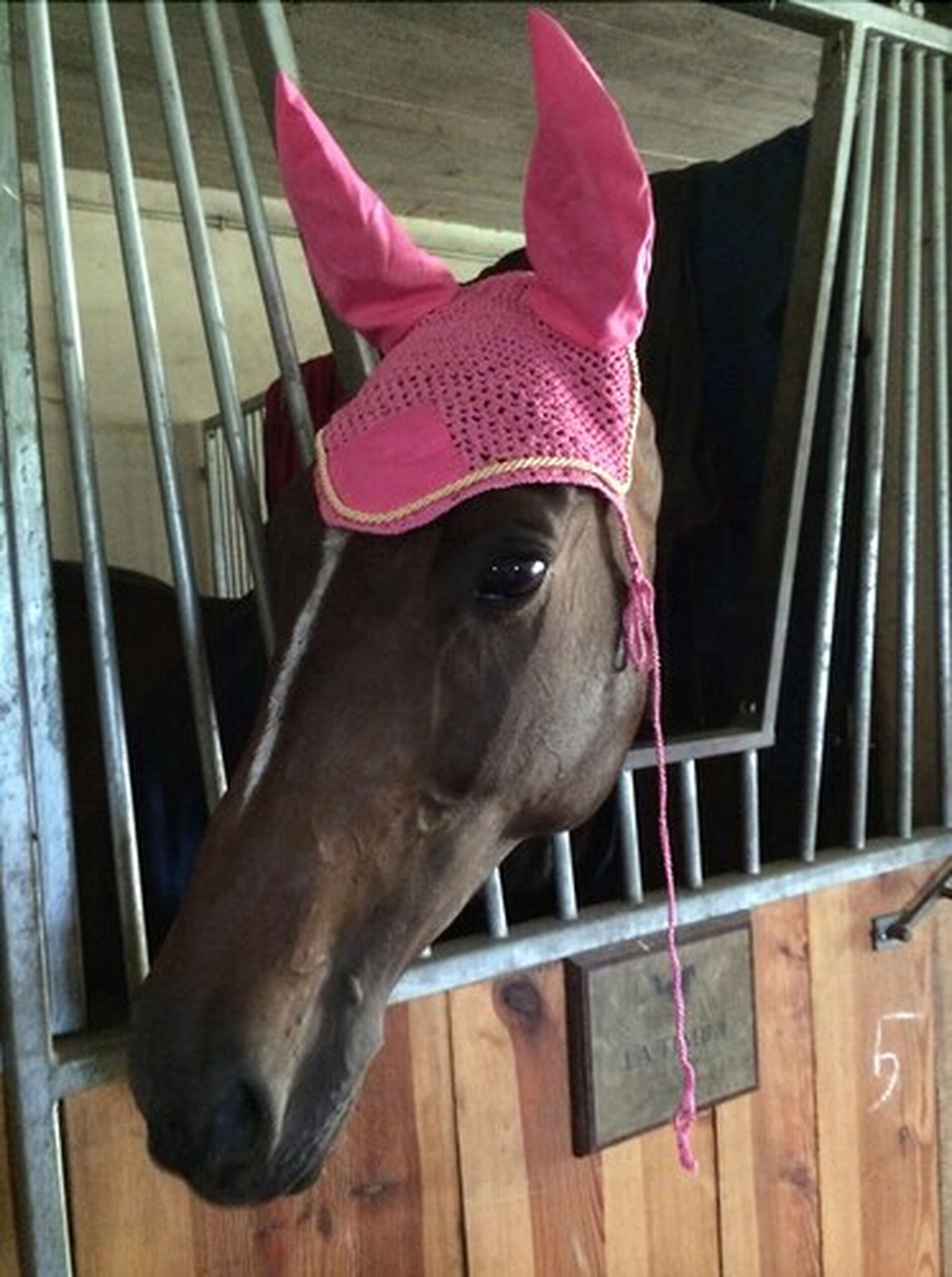 A horse with a pink hat in a stable.
