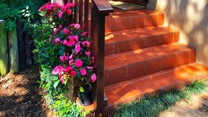 Un escalier menant à une porte en bois, entourée de plantes en pot et d’un petit jardin.