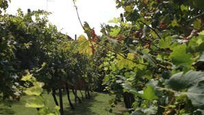 Ein Weinberg mit Rebenreihen.
