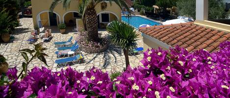 A courtyard with a swimming pool, lounge chairs, and a palm tree.