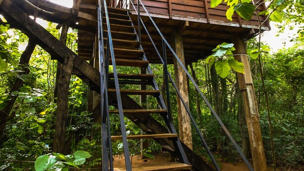 A wooden treehouse with a staircase leading up to it, surrounded by dense forest. - Thick forest sigiriya (Sigiriya)