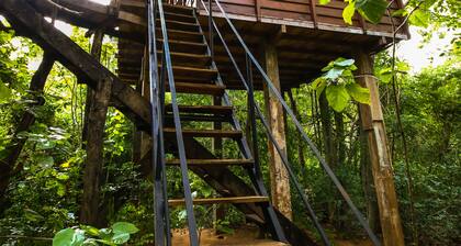 Thick forest sigiriya