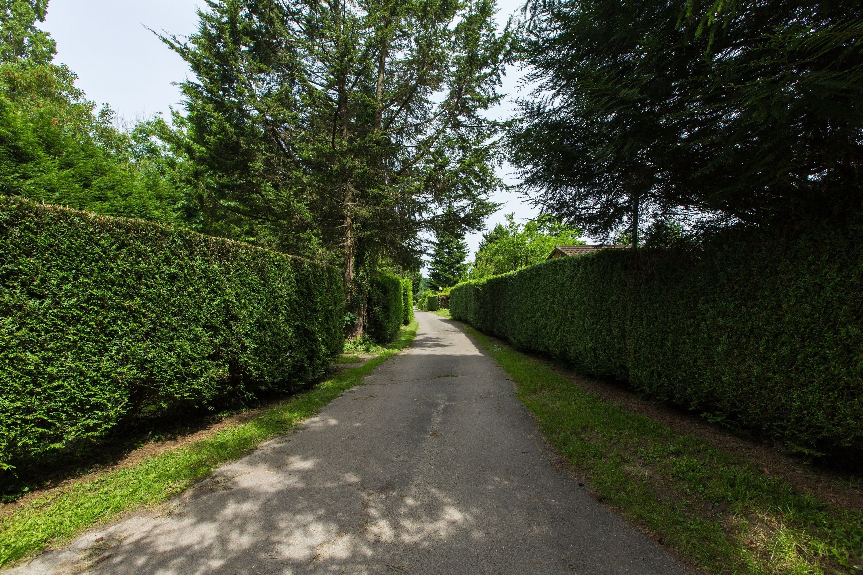 Een smalle, door bomen omzoomde weg met dichte hagen aan weerszijden.