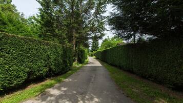 Een smalle, door bomen omzoomde weg met dichte hagen aan weerszijden.