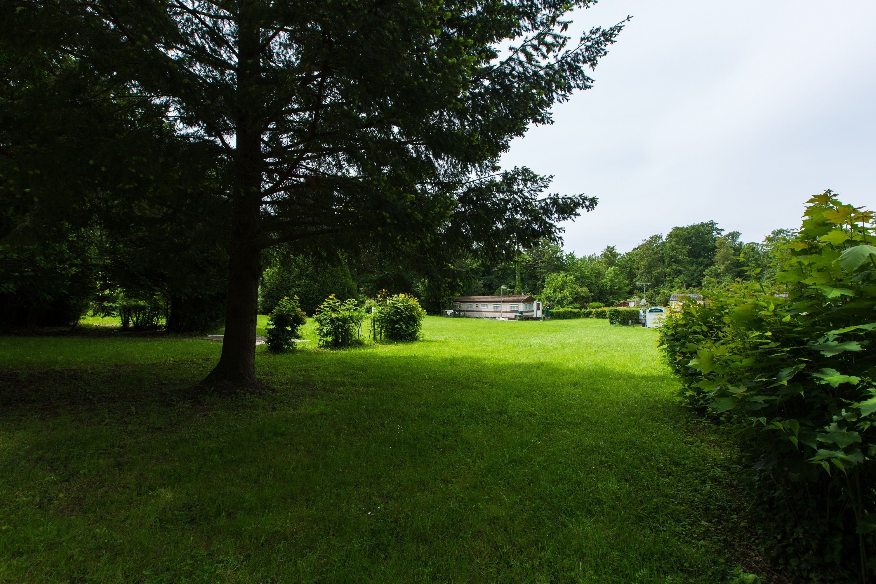 A grassy area with a large tree and a building in the background.