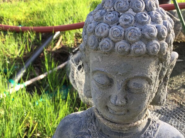 A stone Buddha statue with a rough texture and a rope around its neck, set against a grassy background with a red hose nearby.