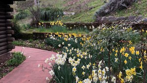 Un jardin où poussent des jonquilles et une cabane en bois.