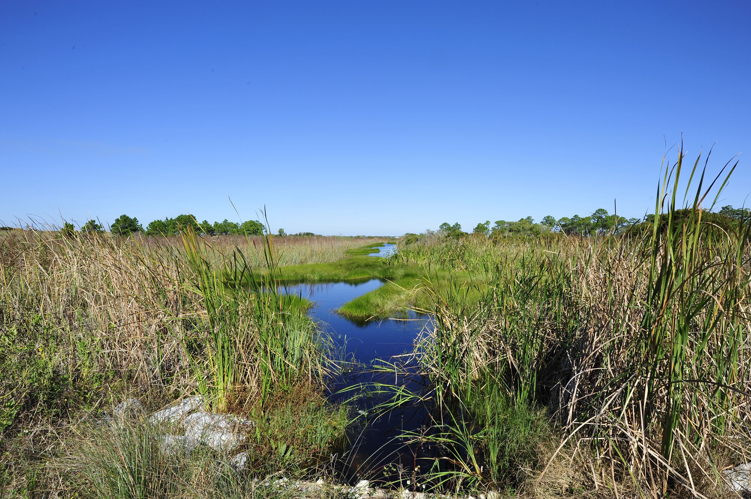 Un paysage naturel avec un petit plan d’eau, entouré de hautes herbes et d’arbres.