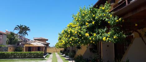 A courtyard with a paved pathway, a yellow building with a balcony, and a tree with yellow flowers.