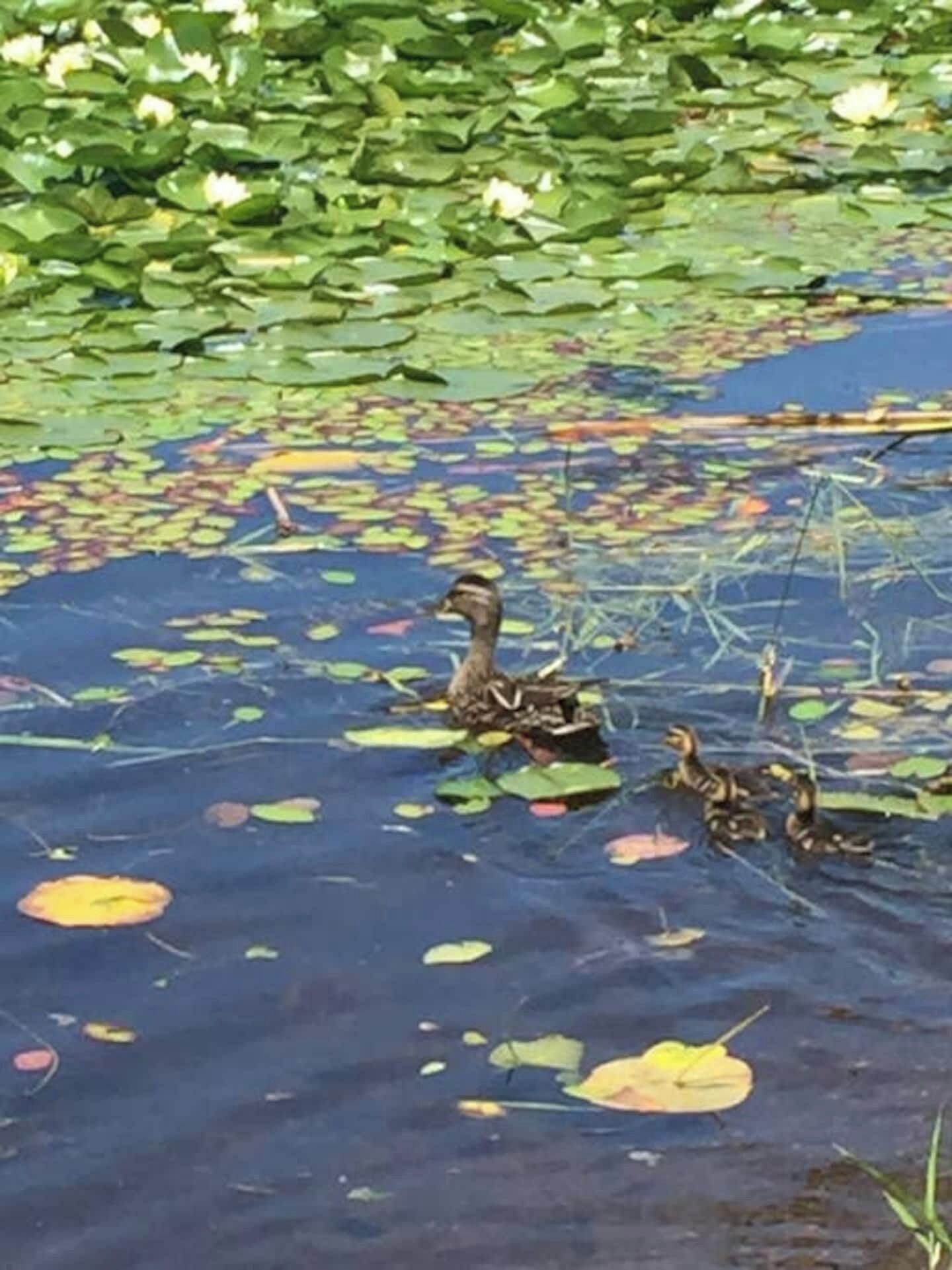 Ein Teich mit schwimmenden Enten zwischen Seerosenblättern.