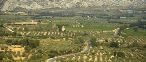 A winding road through terraced olive groves with a mountain range in the background.