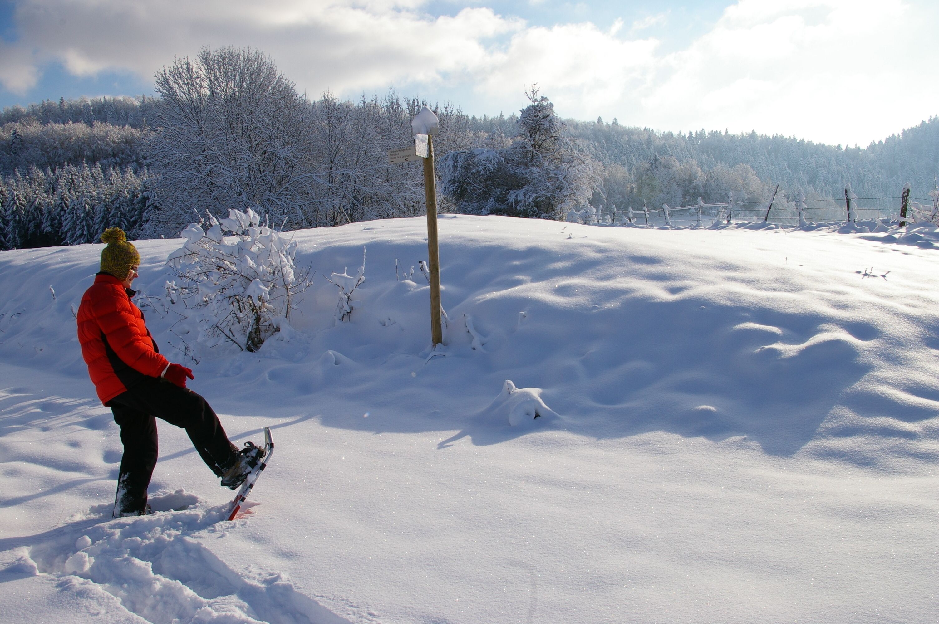 Eine Person snowboardet einen mit Schnee bedeckten Hang hinunter, mit einem bewaldeten Hintergrund.