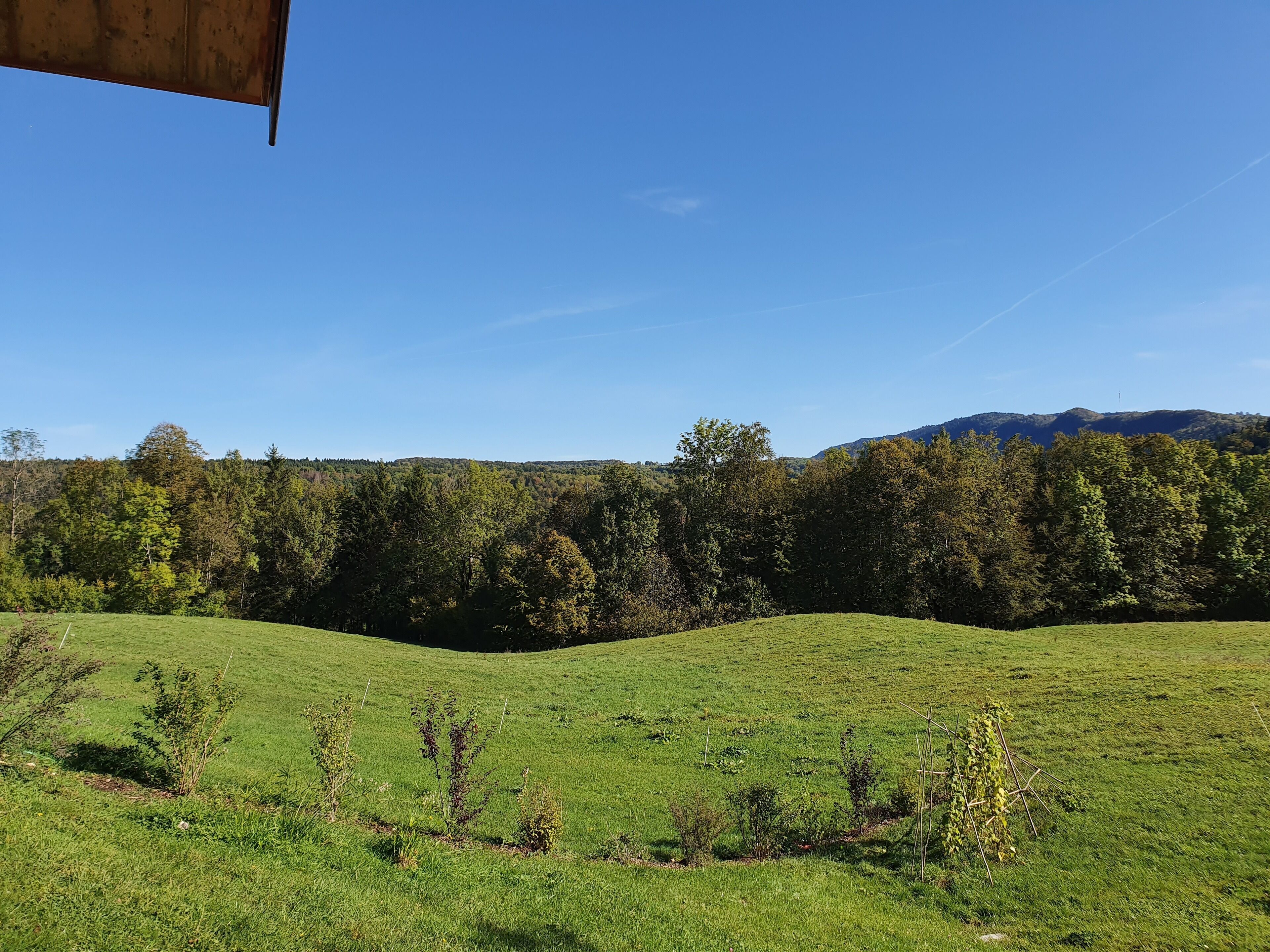 A grassy field with trees and a mountain in the background.