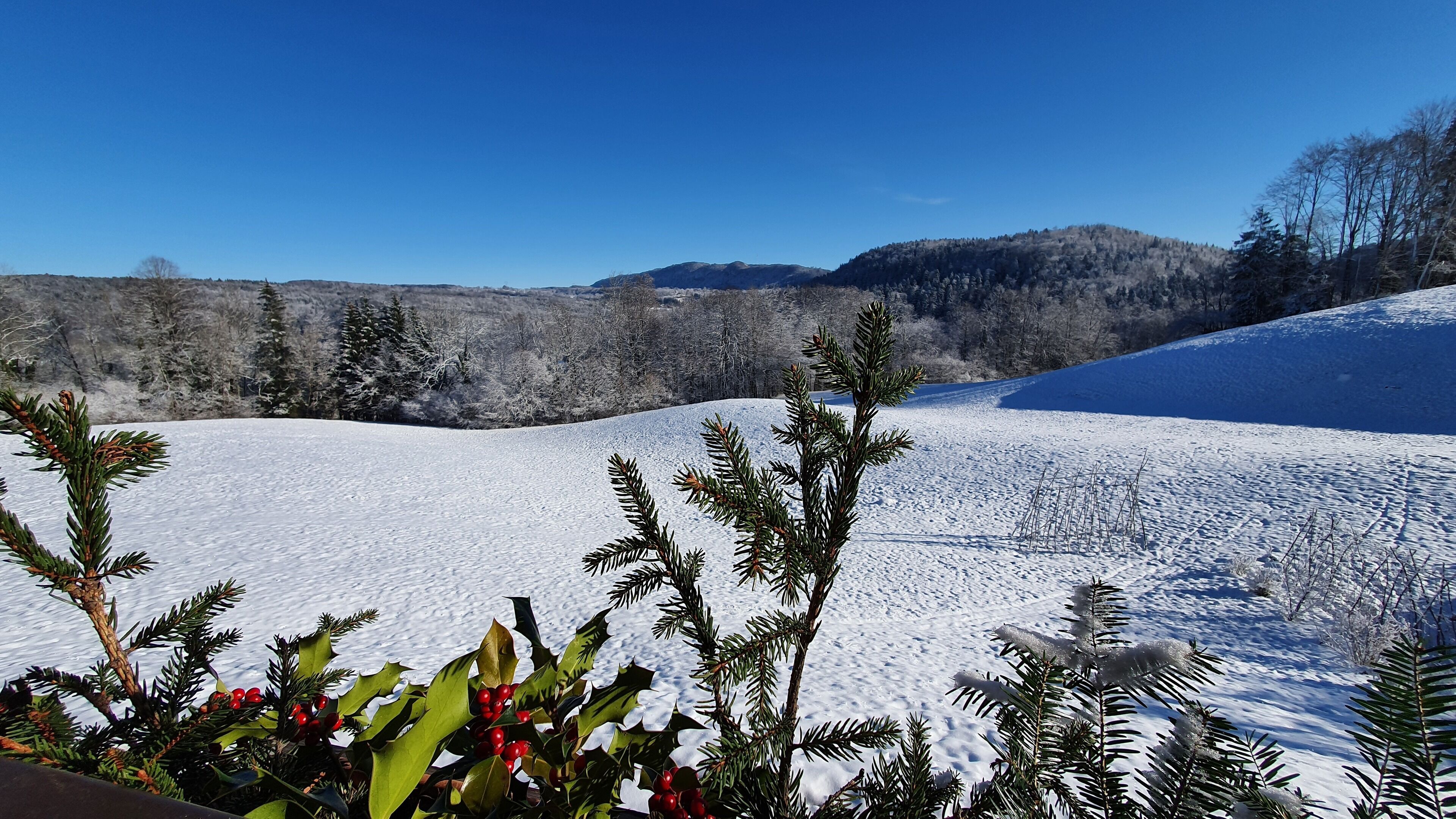 A snow-covered landscape with a clear sky, a distant mountain range, and evergreen trees in the foreground.