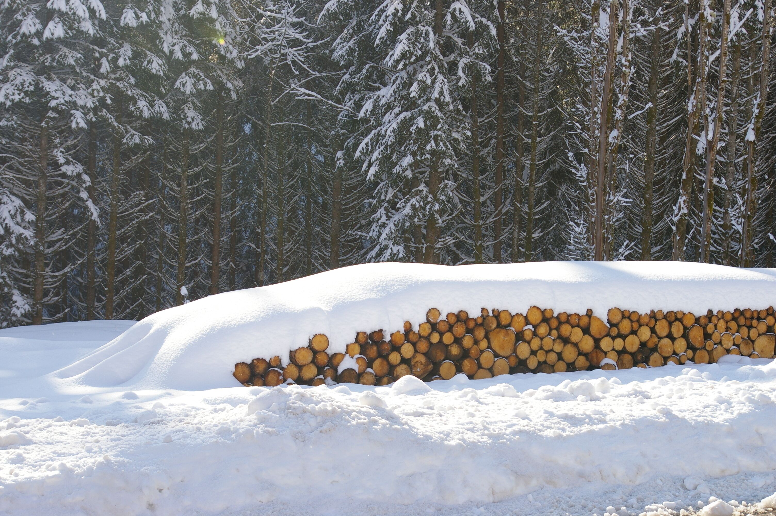 Ein mit Schnee bedeckter Holzstapel im Wald.