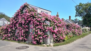 A house covered in pink flowers, with a clear sky and a street in front. - OCEAN VIEWS! Immaculate Quintessential Nantucket Beach Cottage see virtual tour. (Nantucket)