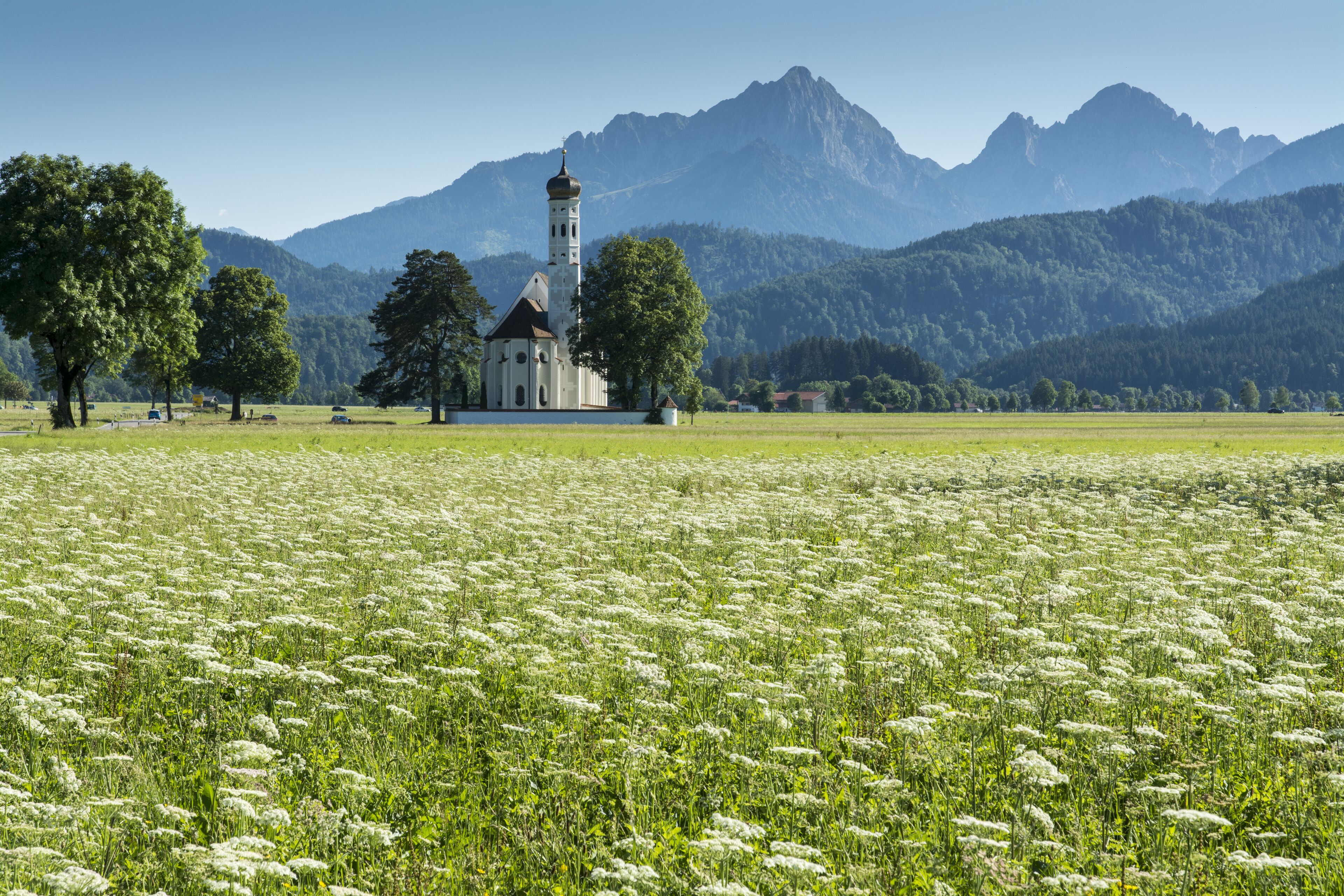A church with a bell tower surrounded by a field of white flowers and mountains in the background.