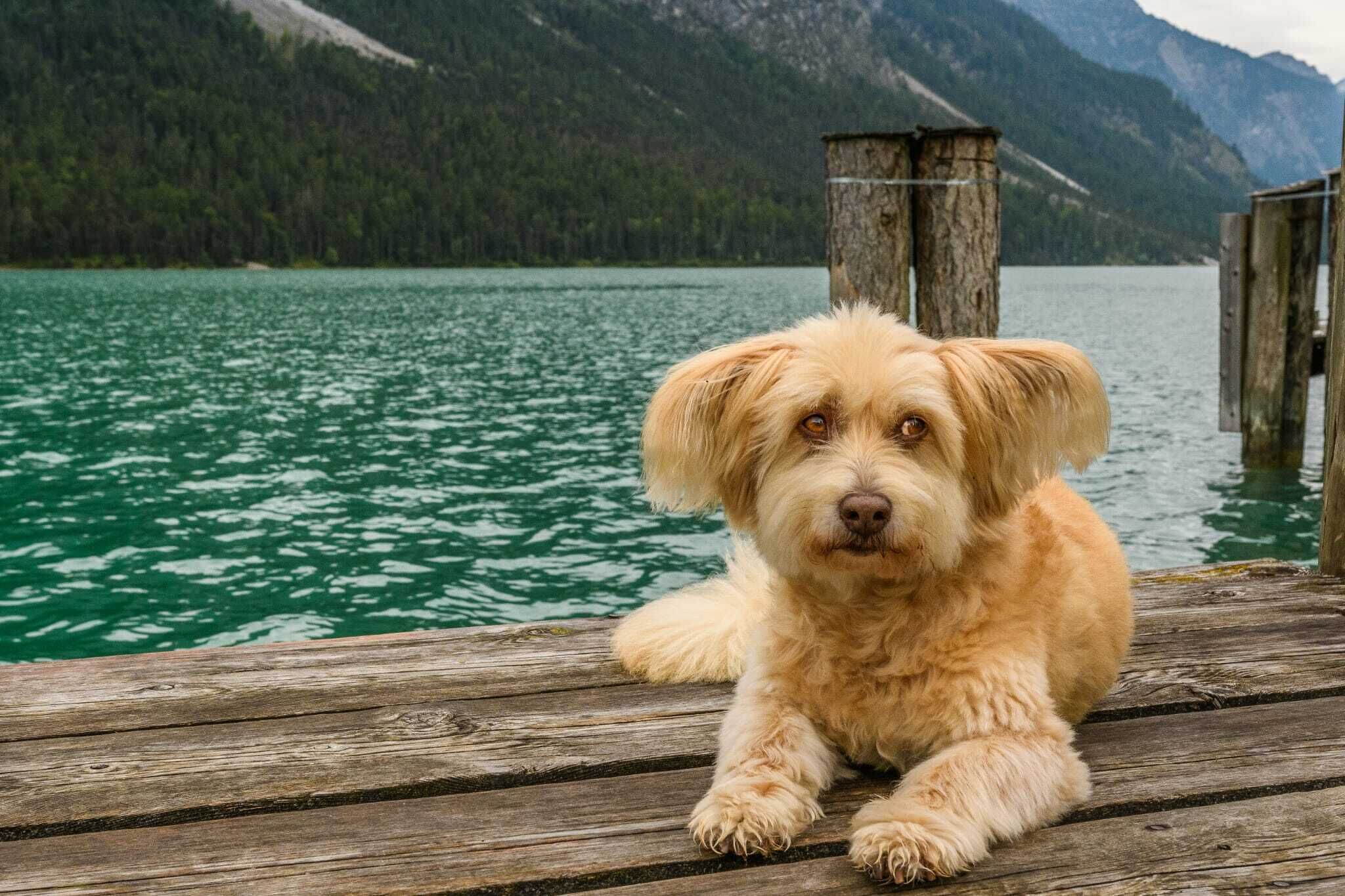 A dog sitting on a wooden dock by a lake with mountains in the background.
