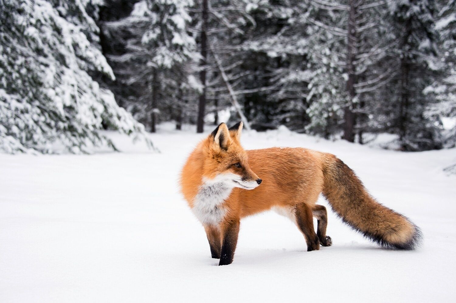 Una volpe che cammina in una foresta innevata.