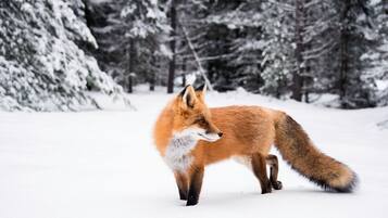 Una volpe che cammina in una foresta innevata.