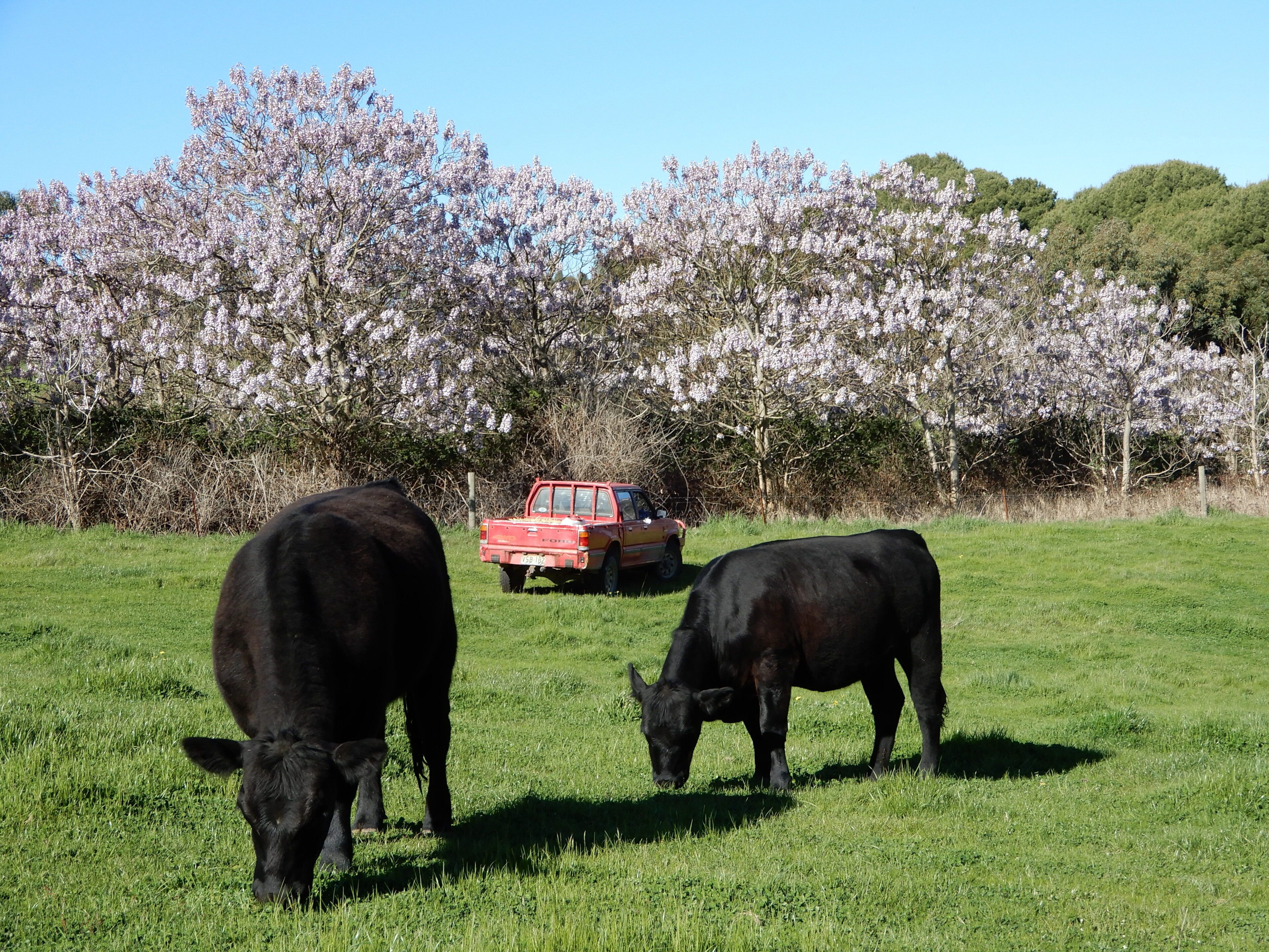 Leawarra stays in the farm - Fleurieu Peninsula — image 24