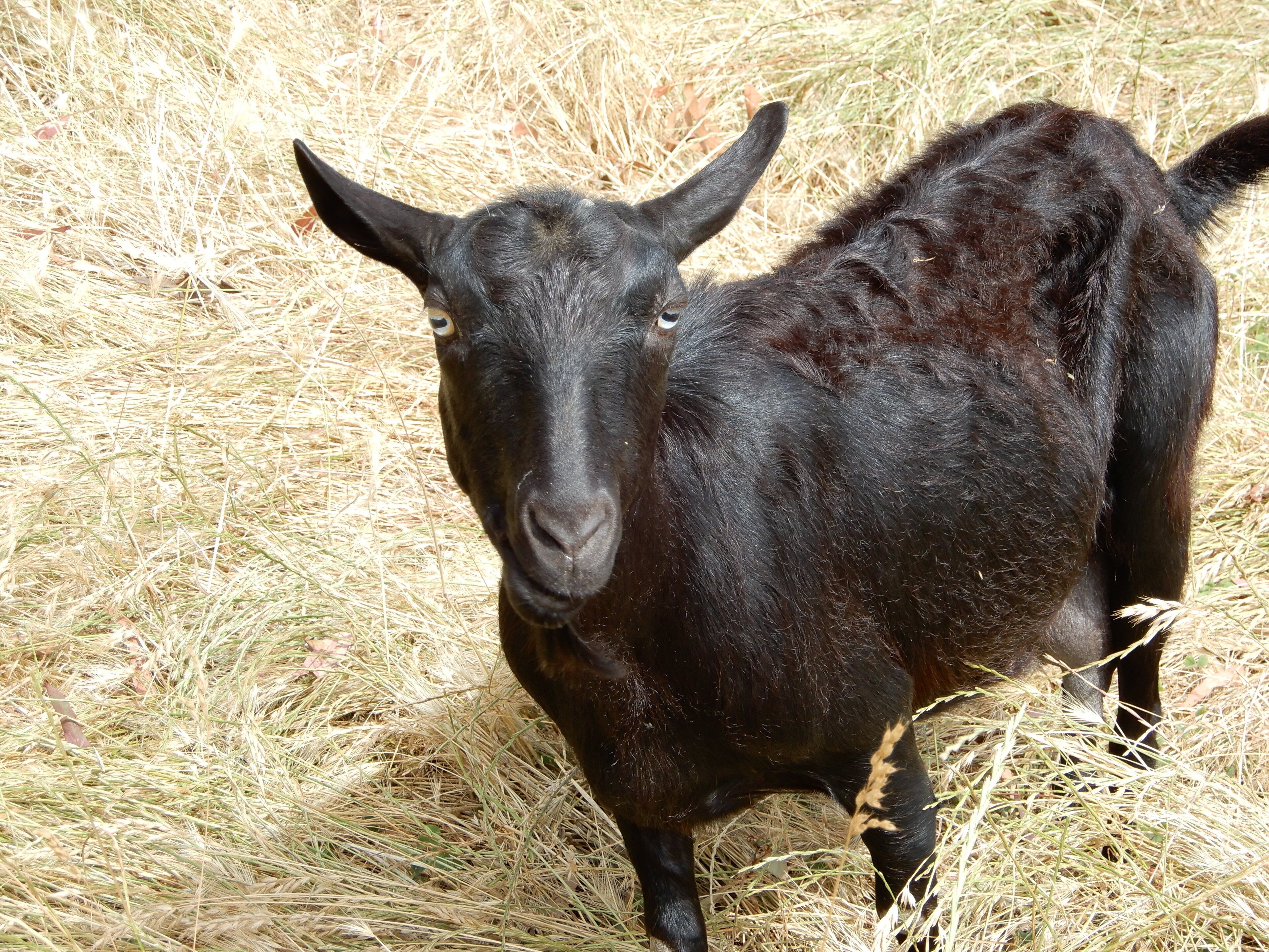 Leawarra stays in the farm - Fleurieu Peninsula — image 5