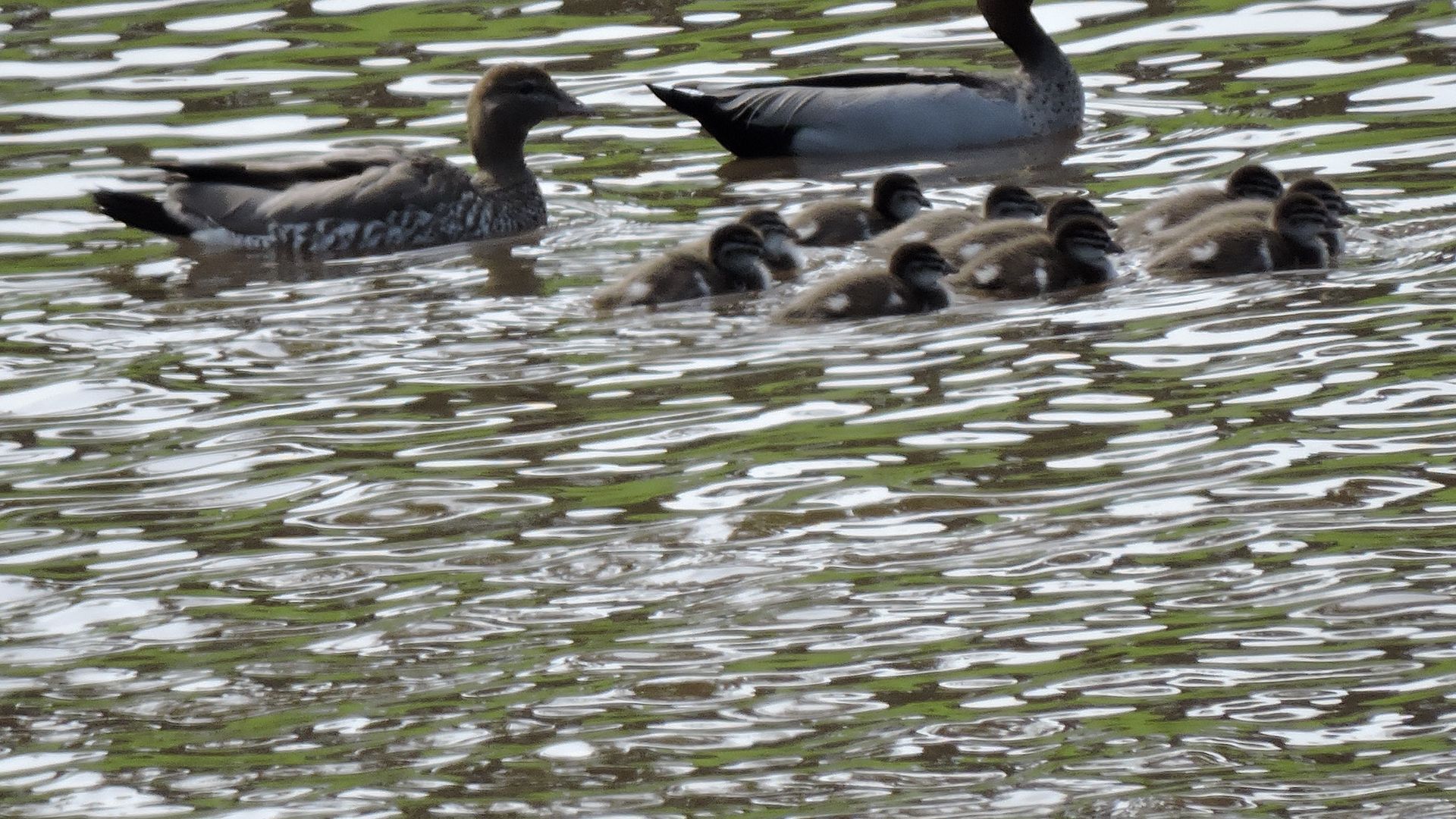 Leawarra stays in the farm - Fleurieu Peninsula — image 2