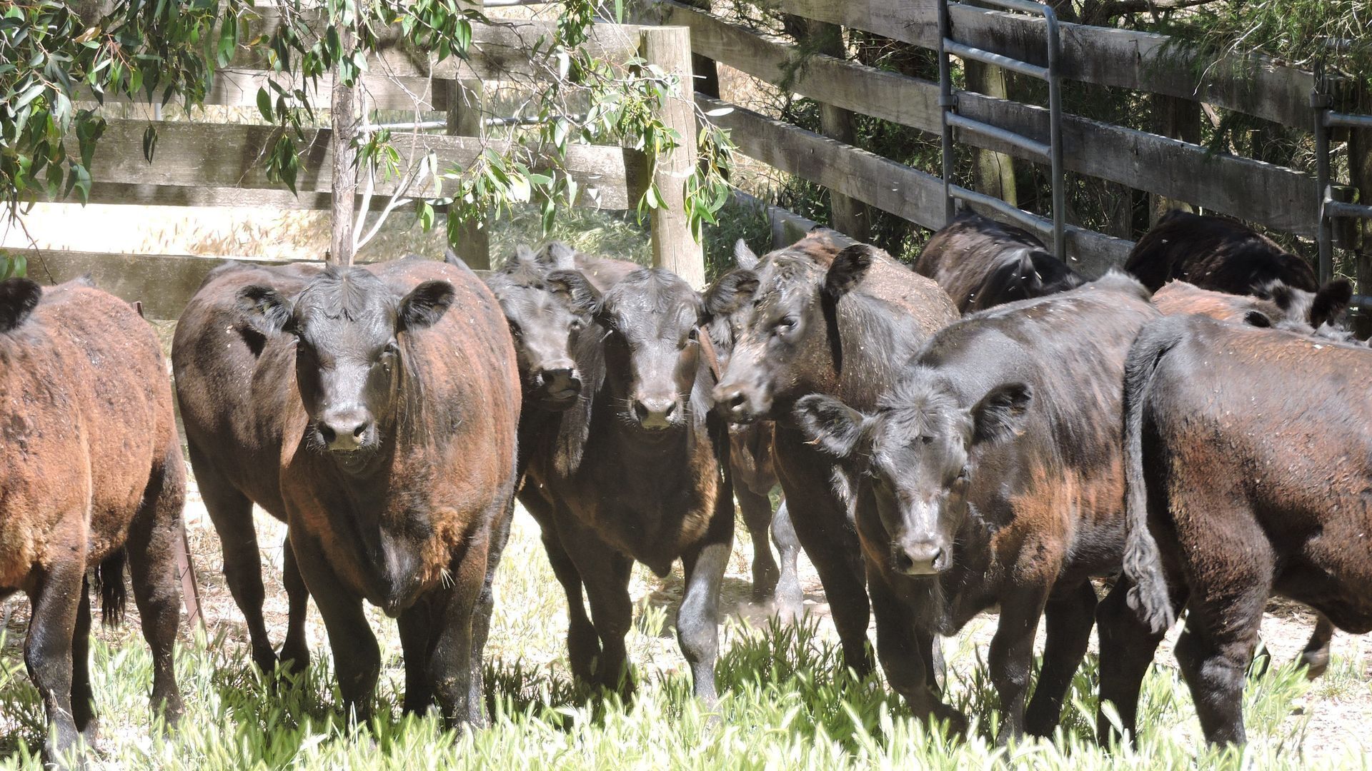 Leawarra stays in the farm - Fleurieu Peninsula — image 19