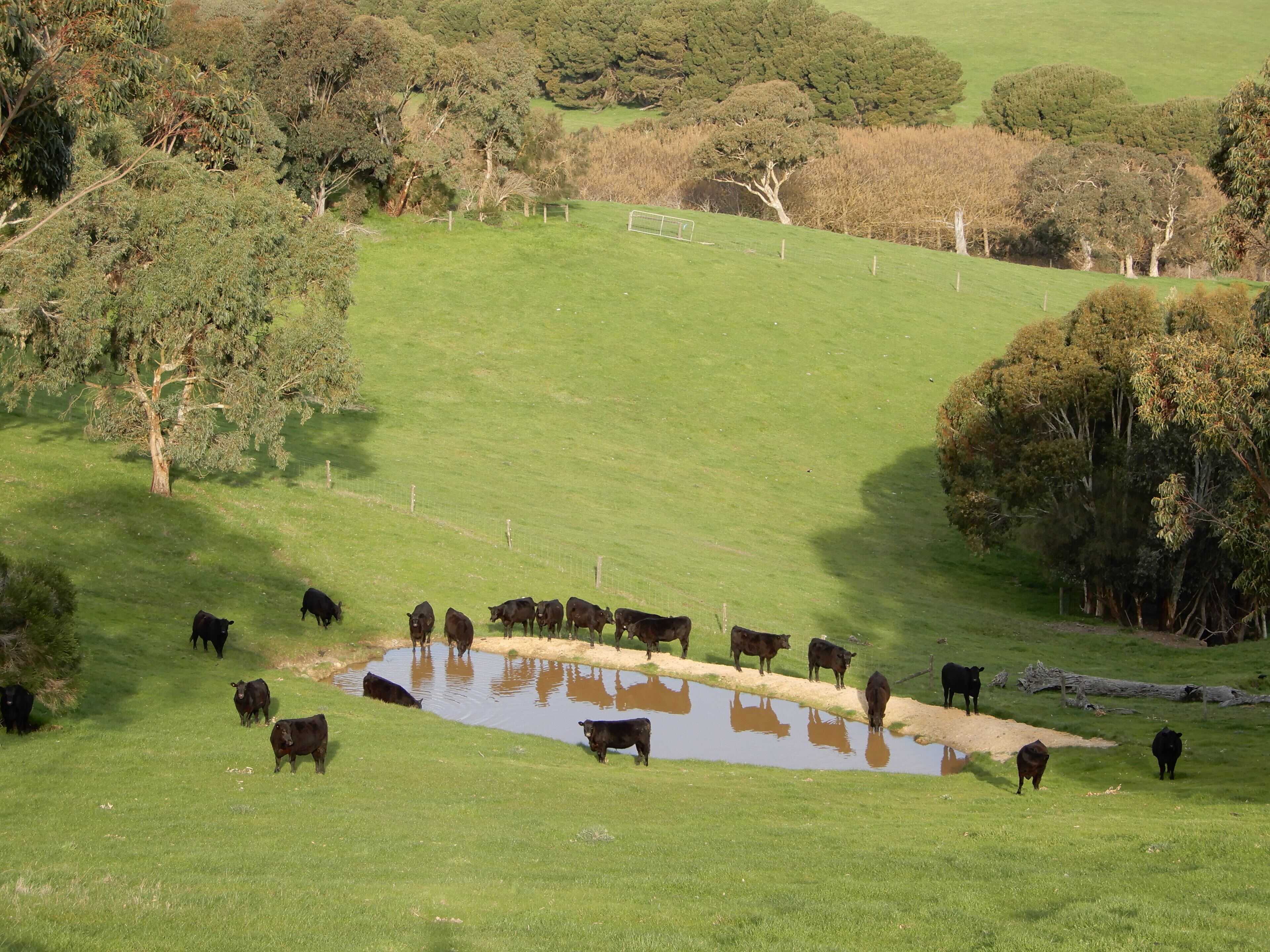 Leawarra stays in the farm - Fleurieu Peninsula — image 25