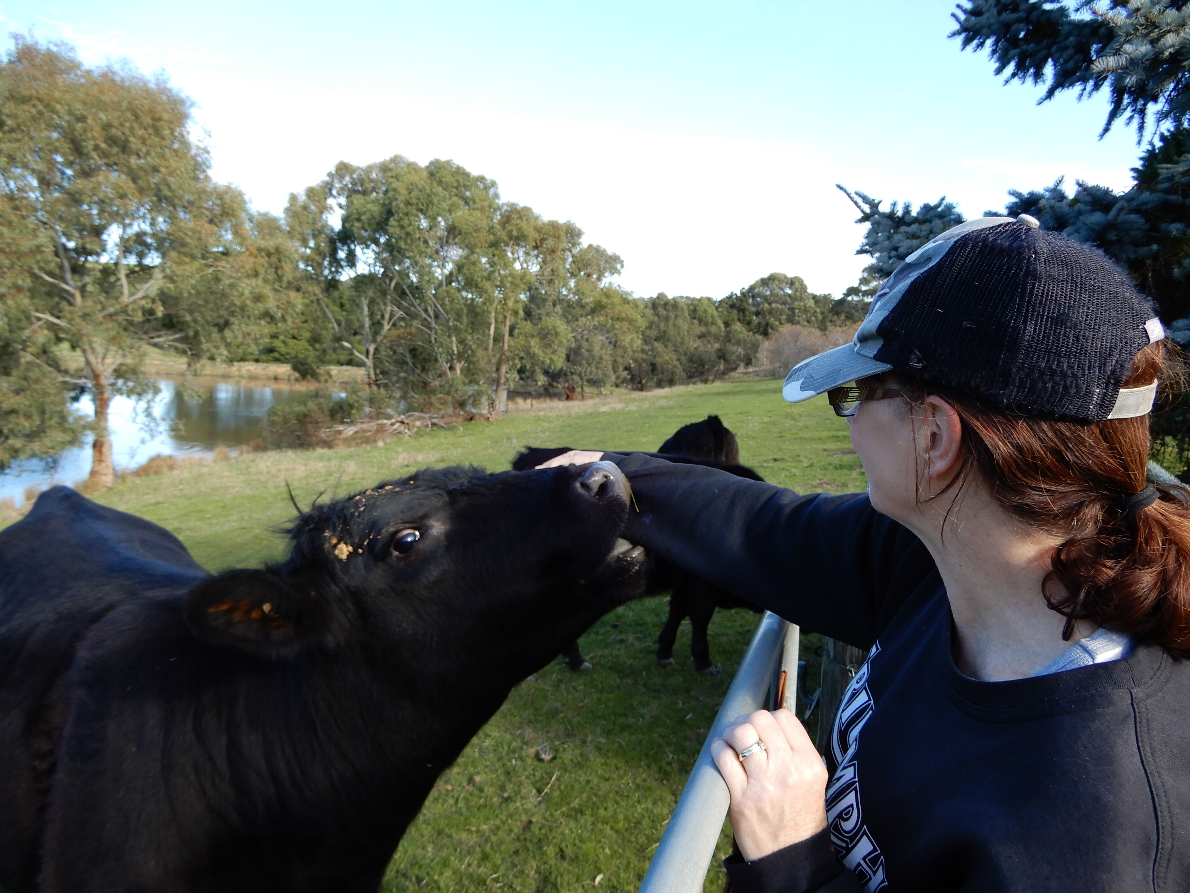 Leawarra stays in the farm - Fleurieu Peninsula — image 4