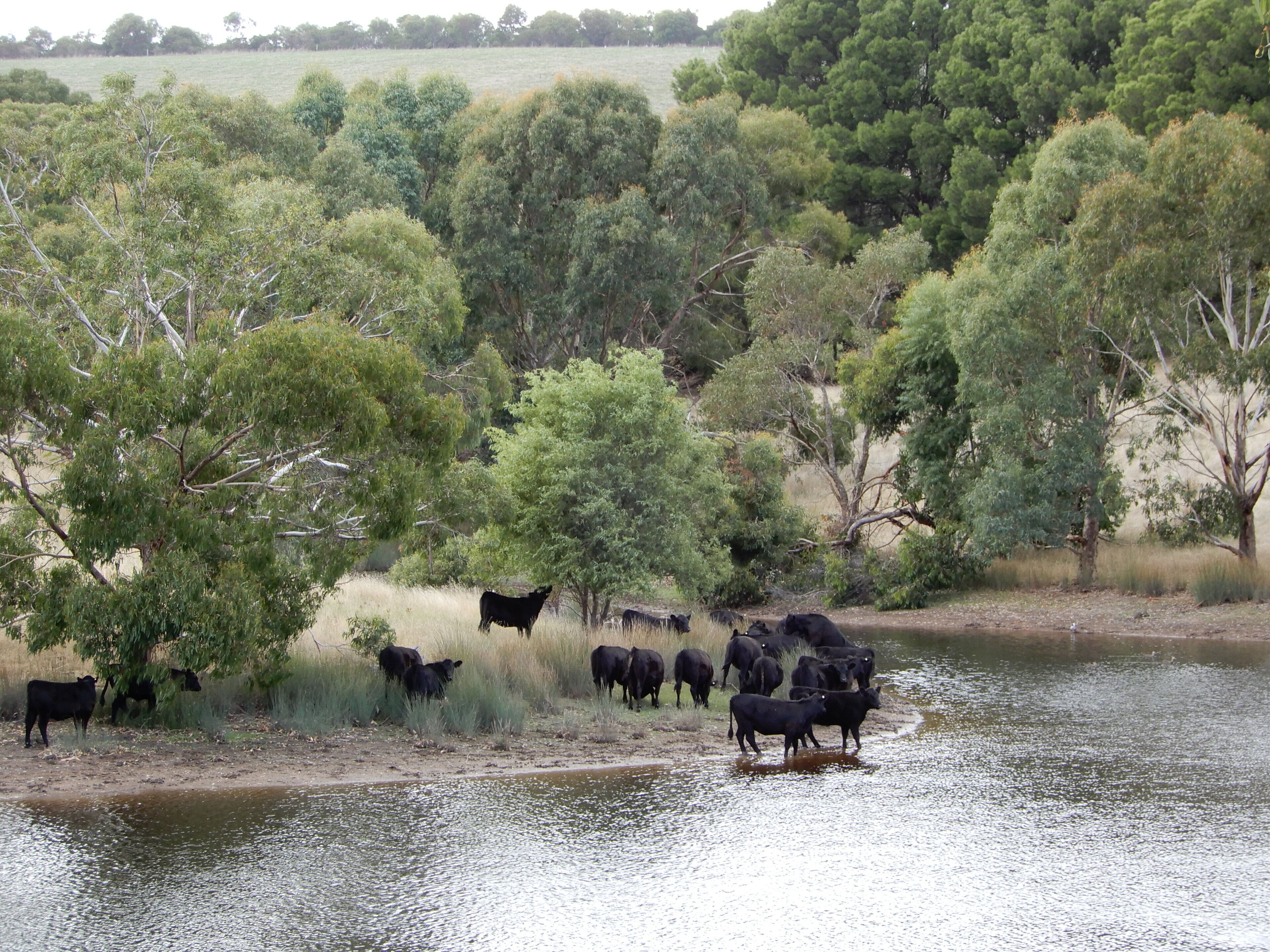 Leawarra stays in the farm - Fleurieu Peninsula — image 21