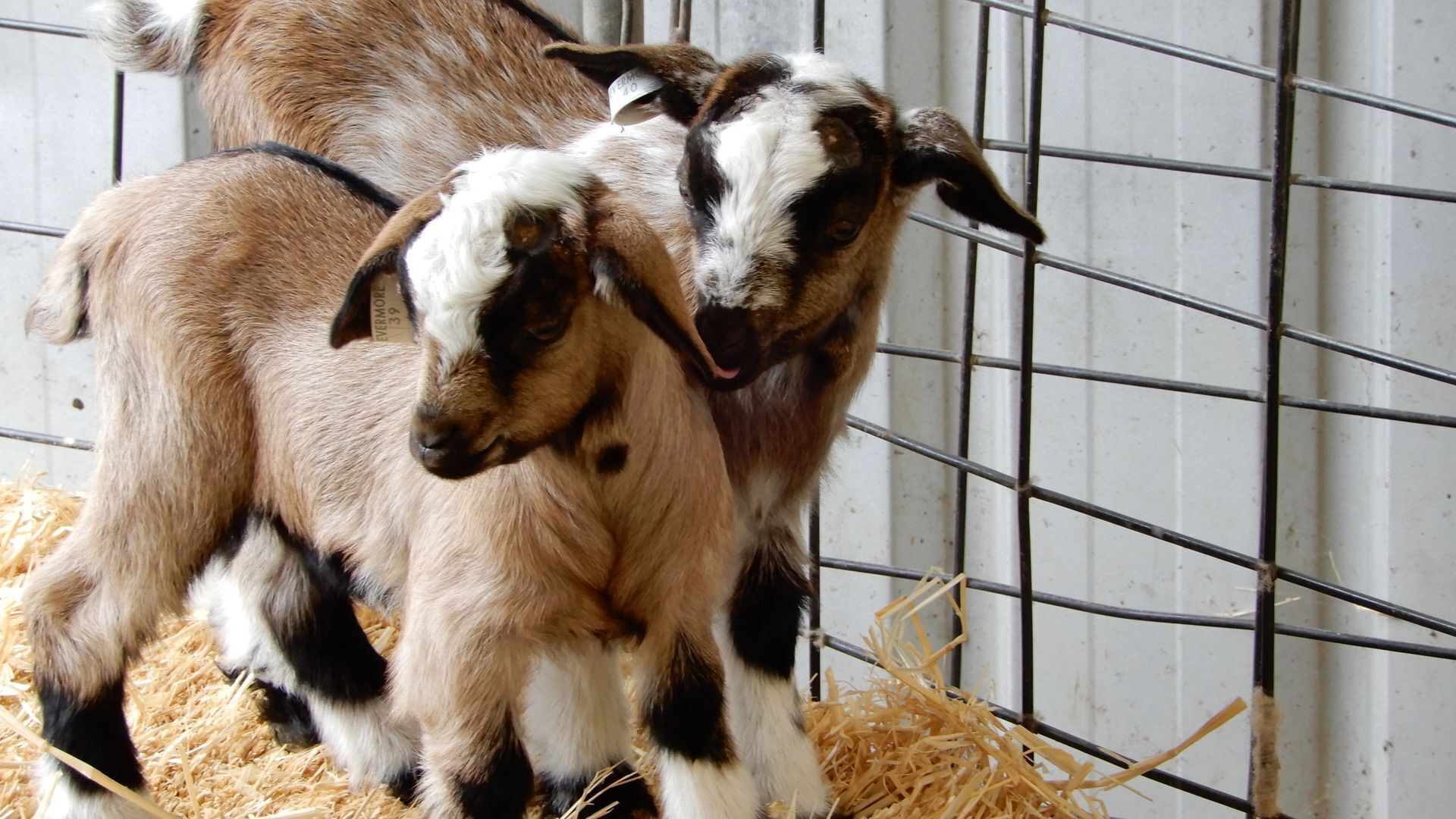 Leawarra stays in the farm - Fleurieu Peninsula — image 30