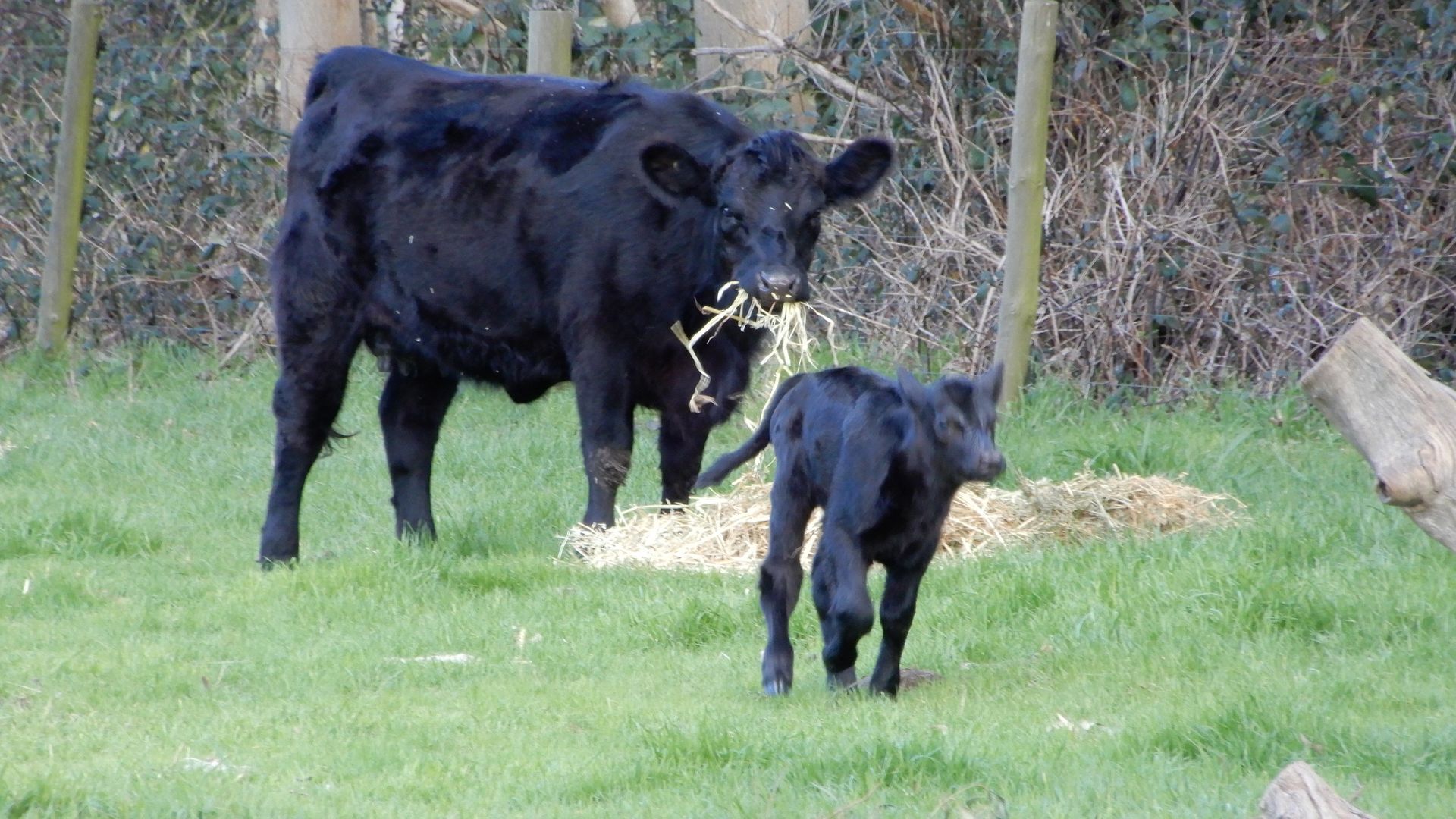 Leawarra stays in the farm - Fleurieu Peninsula — image 20