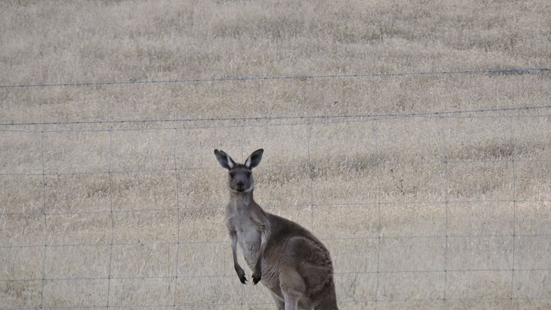 Leawarra stays in the farm - Fleurieu Peninsula — image 3