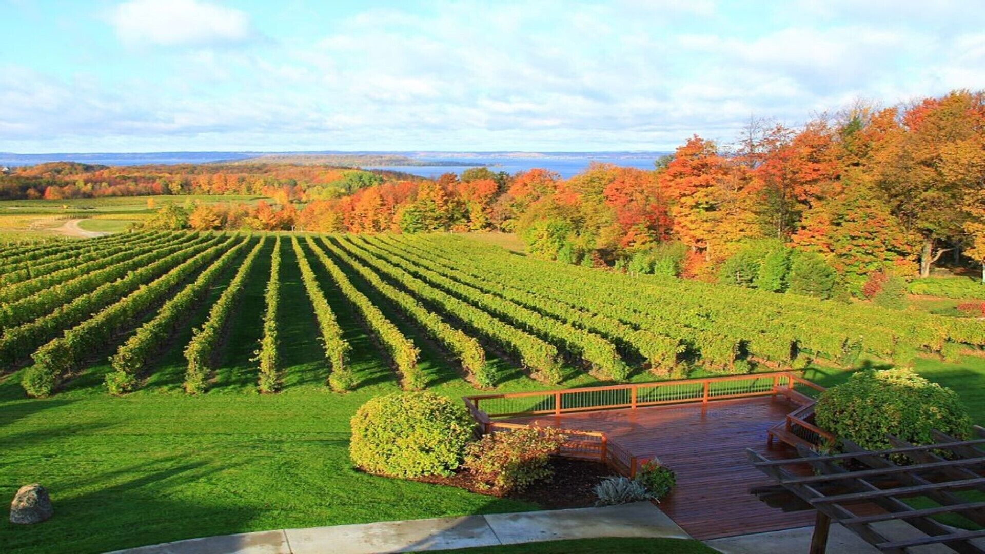 Viñedo con hileras de vides, una terraza de madera y vistas a árboles de tonos otoñales.