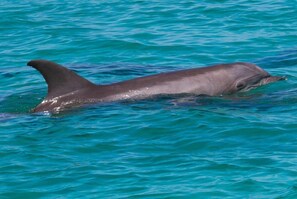 Un dauphin nageant dans une eau bleue et limpide.