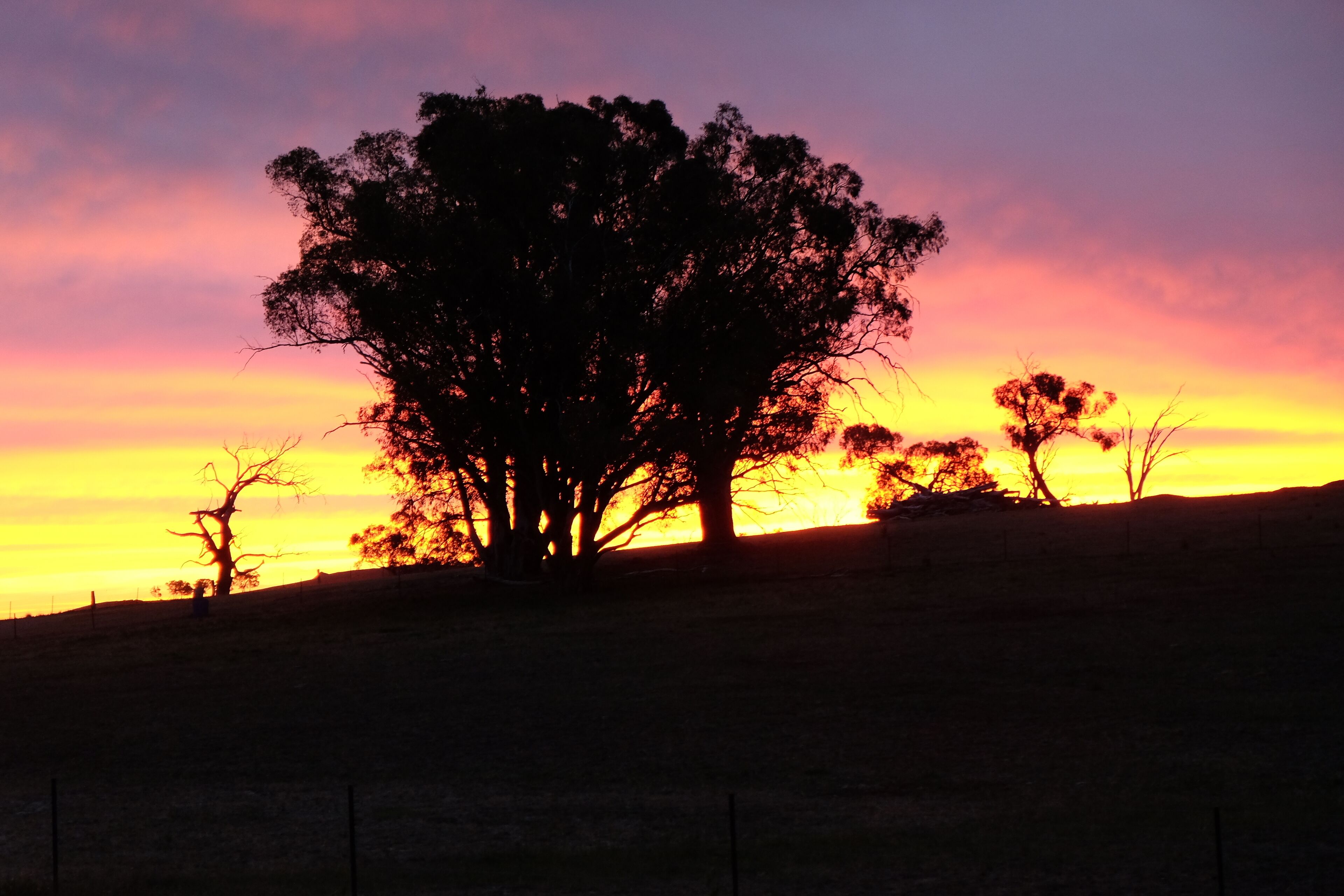 A tree silhouette against a sunset sky.