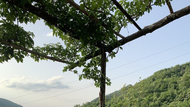 A round table with a bottle and glasses, two chairs with cushions, and a pergola with a tree. - Pet-friendly cosy cottage+poolclose to Florence. Great views. Capannina. sleeps2 (Londa (Florence))