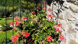 A terracotta pot with pink flowers on a balcony with a stone wall and a metal railing. - Pet-friendly cosy cottage+poolclose to Florence. Great views. Capannina. sleeps2 (Londa (Florence))