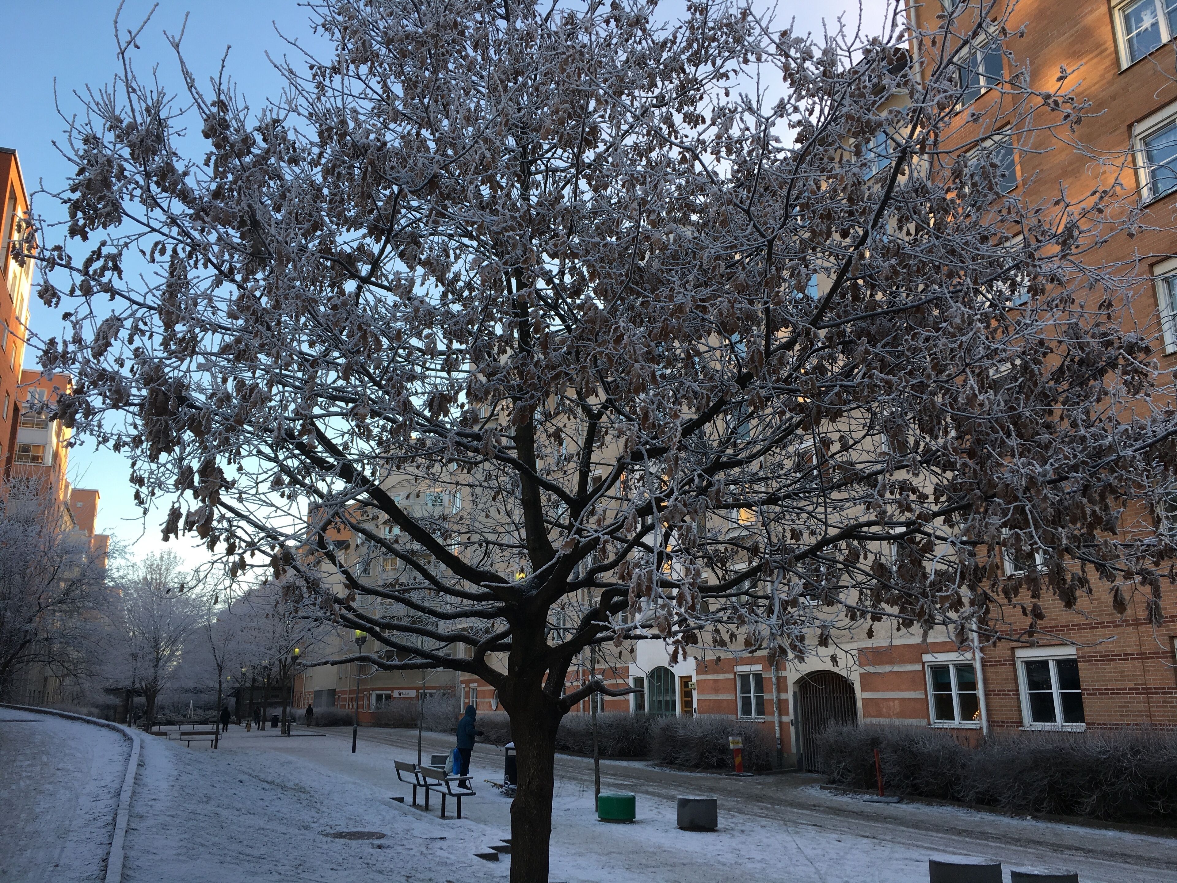 En gata kantad av träd, med bänkar och en byggnad i bakgrunden.