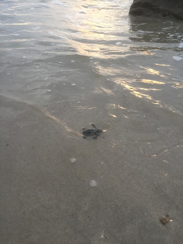 A sandy beach with clear water and a small crab on the sand.
