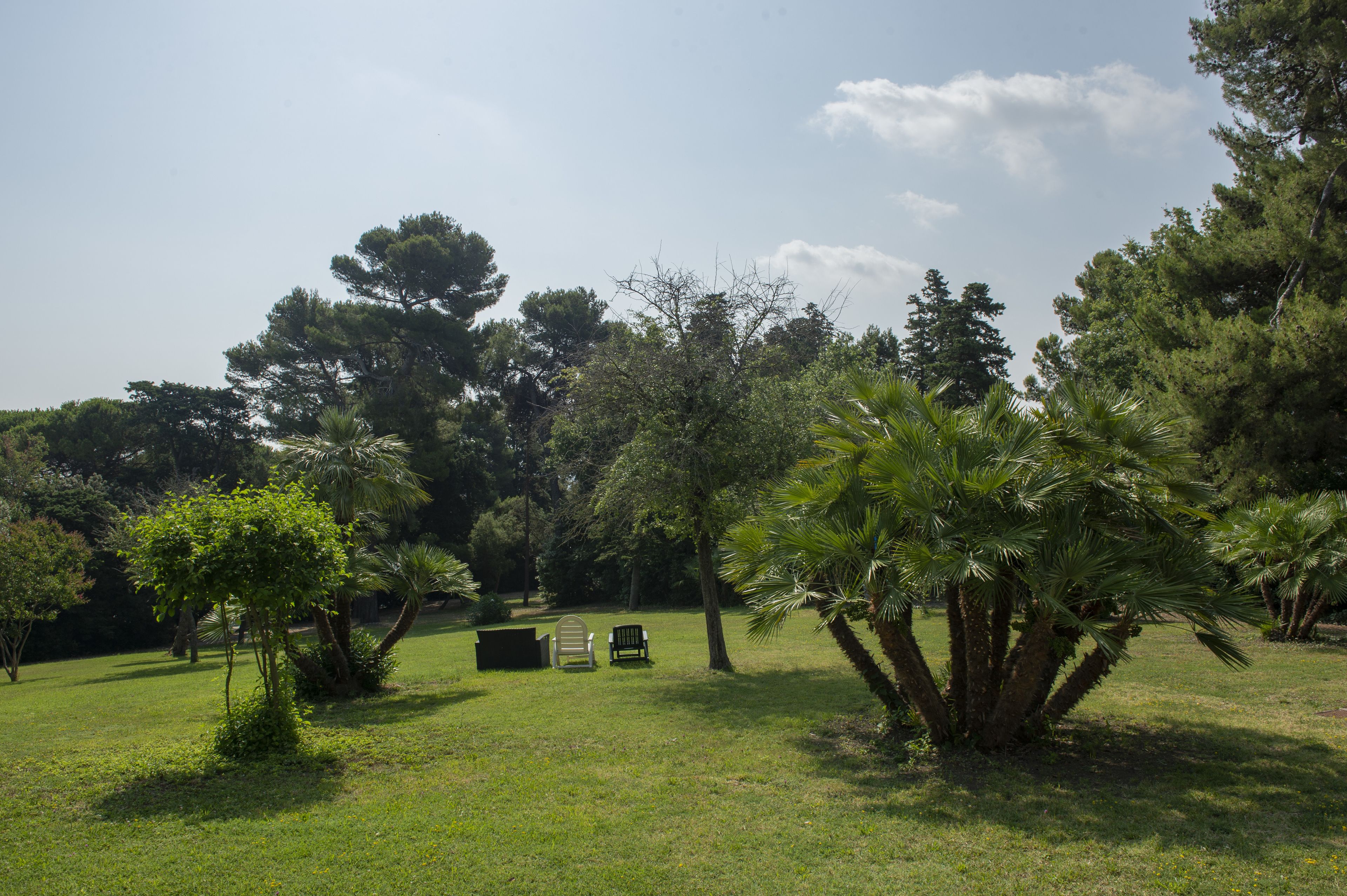 A grassy outdoor area with trees, a bench, and a trash bin.