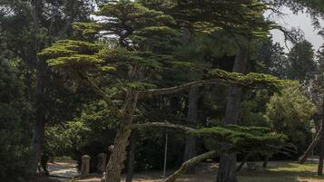 Un árbol con tronco retorcido en un parque.