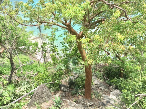 Un arbre amb un tronc robust i un dens fullatge, envoltat de roques i diverses plantes.