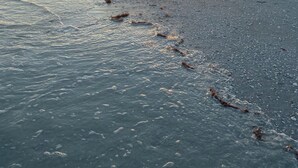Ranta, jossa näkyy jalanjälkiä, jotka johtavat veteen, taustalla auringonlasku ja muutama ihminen kävelemässä rantaa pitkin.